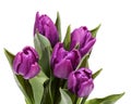 Bouquet of blooming spring flowers violet tulips on white background Royalty Free Stock Photo