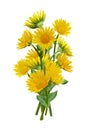 Bouquet with blooming yellow daisies isolated on white background Royalty Free Stock Photo