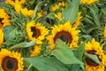 Bouquet of Blooming yellow Sunflowers in the street market, flowers for sale Royalty Free Stock Photo