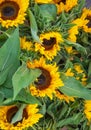 Bouquet of Blooming yellow Sunflowers in the street market, flowers for sale Royalty Free Stock Photo