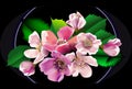 Bouquet of Blossom apple flowers on black background Royalty Free Stock Photo