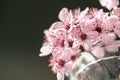 Bouquet of blossoming apricot branches in glass. Japanese Sakura cherry blossoms. Spring time