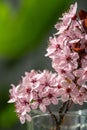 Bouquet of blossoming apricot branches in glass. Japanese Sakura cherry blossoms. Spring time