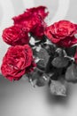 Bouquet of blossoming dark red roses in vase Royalty Free Stock Photo