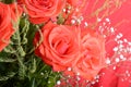 Bouquet of blossoming dark red roses in vase, close up flower Royalty Free Stock Photo