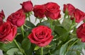 Bouquet of blossoming dark red roses in vase isolated on white background Royalty Free Stock Photo