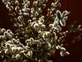 Bouquet of blossoming pussy willow and its branches on the dark background