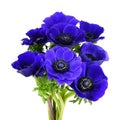 Bouquet of blue anemome flowers