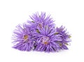 Bouquet of blue asters