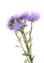 Bouquet of blue asters