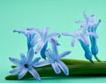 Bouquet of blue blooming oriental hyacinth on a green background