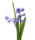 Bouquet of blue blooming oriental hyacinth isolated on a white background