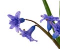 Bouquet of blue blooming oriental hyacinth isolated on a white background