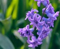 Bouquet of blue blooming oriental hyacinth, spring flowers