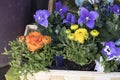 Bouquet of blue campanula and ranunculus for sale