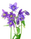 Bouquet of blue columbine flowers