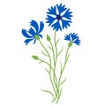 Bouquet of blue cornflowers. Beautiful flower with buds. Vector illustration. Blue wildflower for design and decor Royalty Free Stock Photo