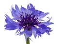 Bouquet of blue cornflowers isolated on white background Royalty Free Stock Photo