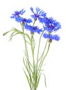 Bouquet of blue cornflowers isolated on white background Royalty Free Stock Photo