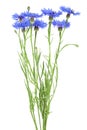 Bouquet of blue cornflowers isolated on white background. Blue Cornflower Herb or bachelor button flower Royalty Free Stock Photo