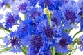 Bouquet of blue cornflowers isolated on white background. Selective focus Royalty Free Stock Photo