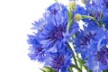 Bouquet of blue cornflowers isolated on white background. Selective focus Royalty Free Stock Photo