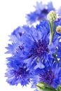 Bouquet of blue cornflowers isolated on white background. Selective focus Royalty Free Stock Photo