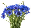 Bouquet of blue cornflowers isolated on white background. Selective focus Royalty Free Stock Photo