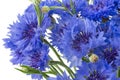 Bouquet of blue cornflowers isolated on white background. Selective focus Royalty Free Stock Photo