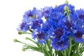 Bouquet of blue cornflowers isolated on white background. Selective focus Royalty Free Stock Photo