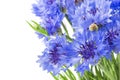 Bouquet of blue cornflowers isolated on white background. Selective focus Royalty Free Stock Photo