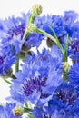 Bouquet of blue cornflowers isolated on white background. Selective focus Royalty Free Stock Photo