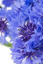 Bouquet of blue cornflowers isolated on white background. Selective focus Royalty Free Stock Photo