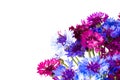 Bouquet of blue cornflowers isolated on white background. Space for text Royalty Free Stock Photo