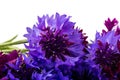 Bouquet of blue cornflowers isolated on white background. Space for text Royalty Free Stock Photo