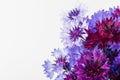 Bouquet of blue cornflowers isolated on white background. Space for text Royalty Free Stock Photo