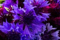 Bouquet of blue cornflowers isolated on white background. Space for text Royalty Free Stock Photo