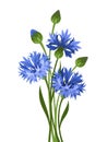 Bouquet of blue cornflowers. Vector illustration. Royalty Free Stock Photo