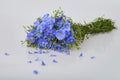 Bouquet of blue Flax flowers isolated on white background. Royalty Free Stock Photo