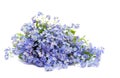 Bouquet of blue flowers forget-me-not on white background Royalty Free Stock Photo