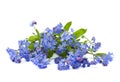 Bouquet of blue flowers forget-me-not on a white background Royalty Free Stock Photo