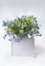 Bouquet blue flowers forget-me-not and white flowers Stellaria  starwort, stitchwort, chickweed  with white paper card Royalty Free Stock Photo