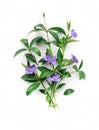 Bouquet of blue forest Flowers and leaves Periwinkle on a white canvas background. Royalty Free Stock Photo