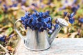 A bouquet of blue of forest flowers in a tin watering can on a blue wooden retro board on a flower meadow close-up. Royalty Free Stock Photo