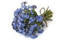 Bouquet of blue forget-me-not, isolated on white background Royalty Free Stock Photo