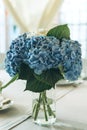 A bouquet of blue Garden Hydrangeas