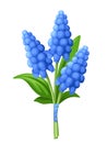 Bouquet of blue grape hyacinth flowers. Vector illustration. Royalty Free Stock Photo