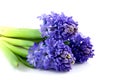 Bouquet blue hyacinth