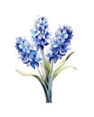 Bouquet of blue hyacinth flowers.