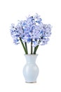 Bouquet of blue hyacinths Royalty Free Stock Photo